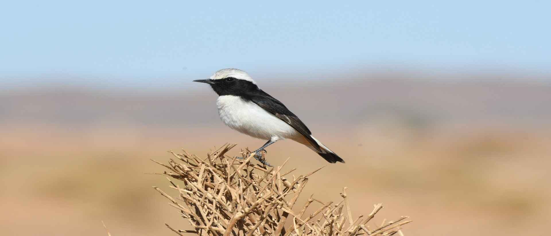 10-DAY BIRDING TOUR FROM FES TO MERZOUGA DESERT AND ATLANTIC COAST 