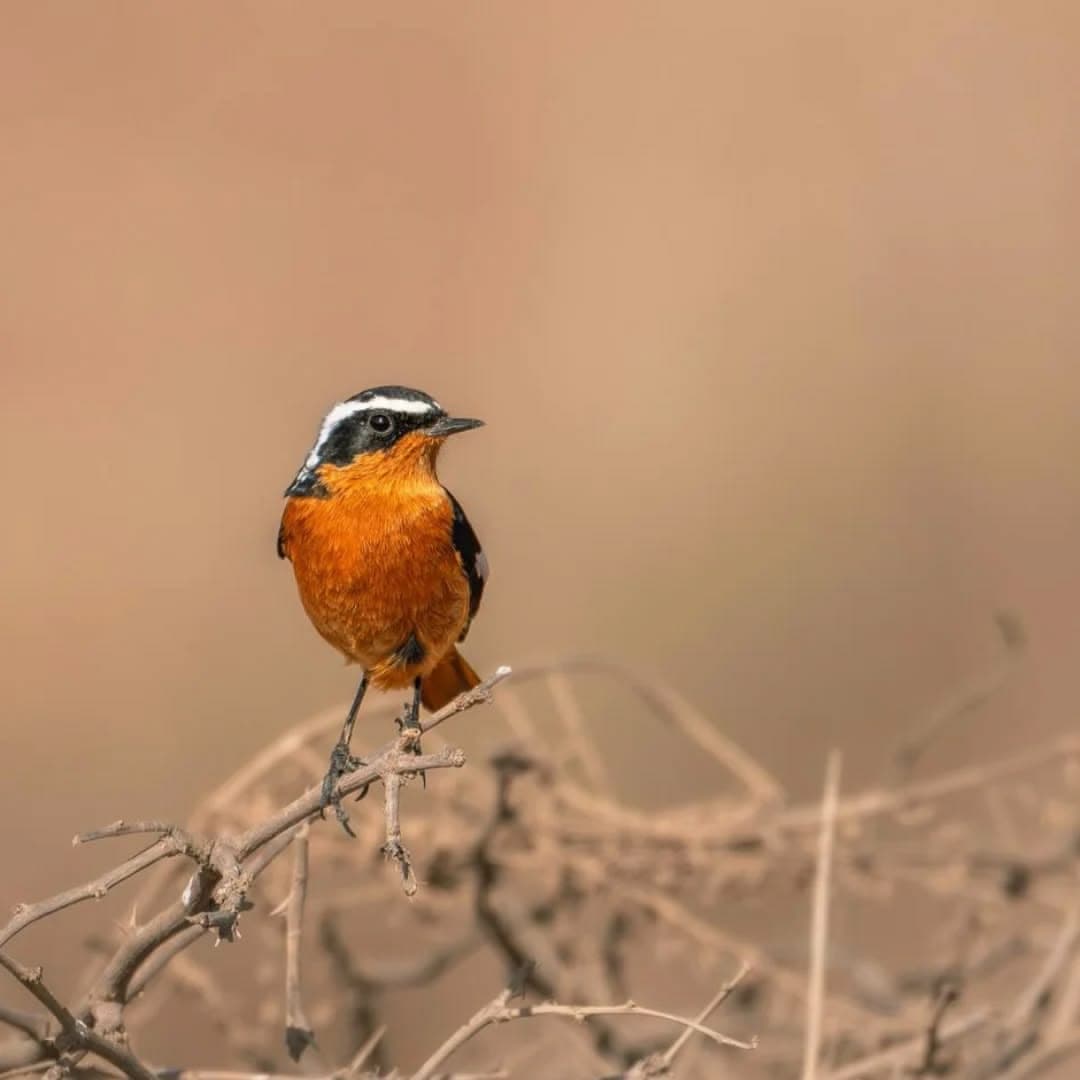 Birdwatching tours To The Northern of Morocco & Zaida plain