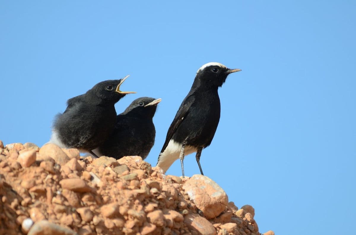 Wild Agadir & Beyond: 5-Day Birding & Nature Guide